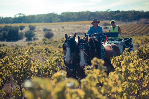 黛伦堡铁石红葡萄酒 d'Arenberg The Ironstone Pressings, McLaren Vale, Australia 商品图2