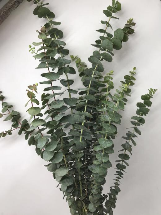 小叶单支尤加利