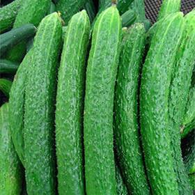 【3.98元2斤】黄瓜（1500007）