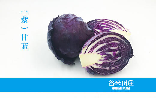 紫甘蓝 商品图0