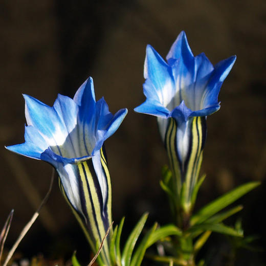 西藏龙胆花50克*2罐