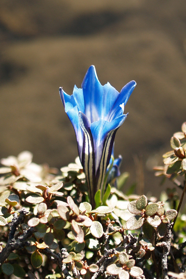 西藏龙胆花50克*2罐