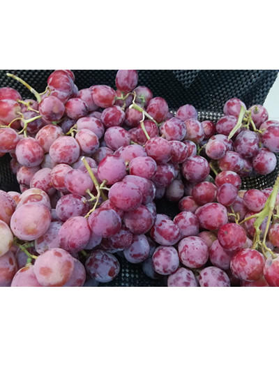【13.9元2斤】 红提葡萄 （1500047） 商品图1