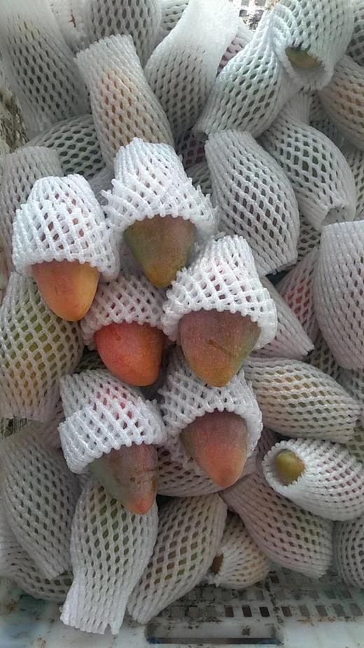 【2026树上熟桂香芒】，后院老朋友一直被它独特的香味所吸引基地直邮 商品图3