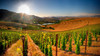 南非安东尼鲁伯特梅洛红葡萄酒Anthonij Rupert Merlot, Franschhoek Valley, South Africa 商品缩略图2