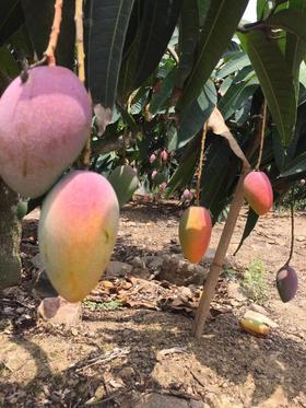 【2026树上熟桂香芒】芒果带有淡淡的桂香味，后院爆品，皮薄核薄，基地直邮