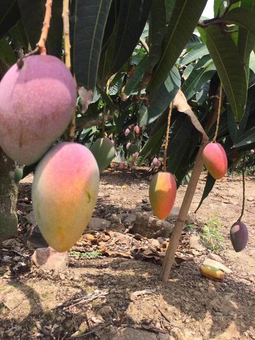 【2026树上熟桂香芒】，后院老朋友一直被它独特的香味所吸引基地直邮 商品图0