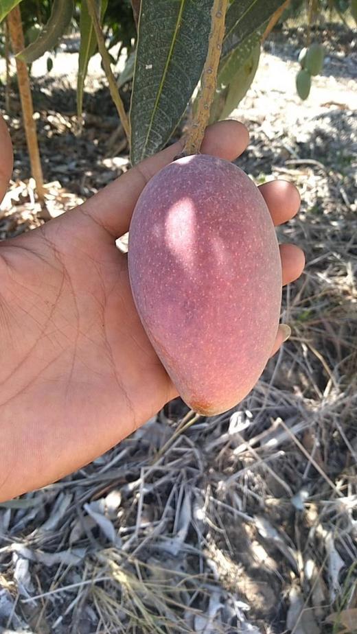 【2026树上熟桂香芒】，后院老朋友一直被它独特的香味所吸引基地直邮 商品图2