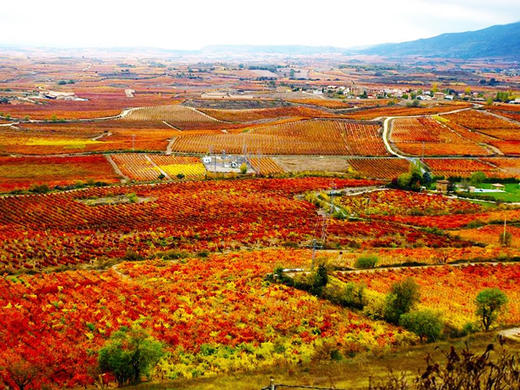 奧廉穆斯托刻伊富尔民特 500ml  0remus Tokaji Furmint 商品图3