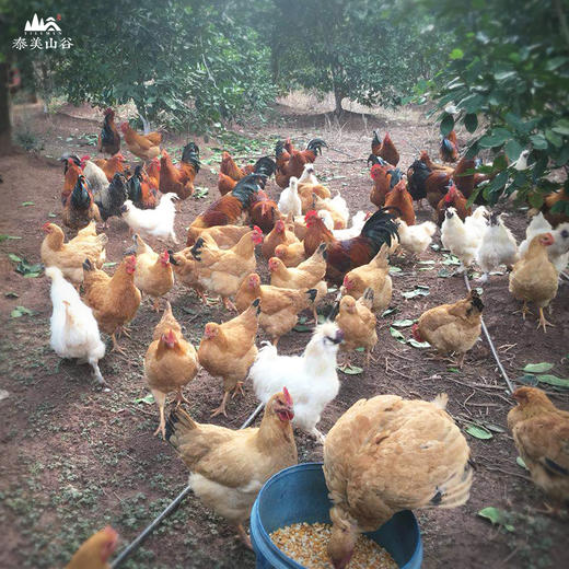 【有机泰和乌鸡】农家散养，孕妇老人滋补黑鸡生鸡肉。净重不低于1.7斤 商品图5