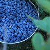 野生蓝莓干（原味） | 合作生产* Dried wild blueberries | Coproduction 商品缩略图3