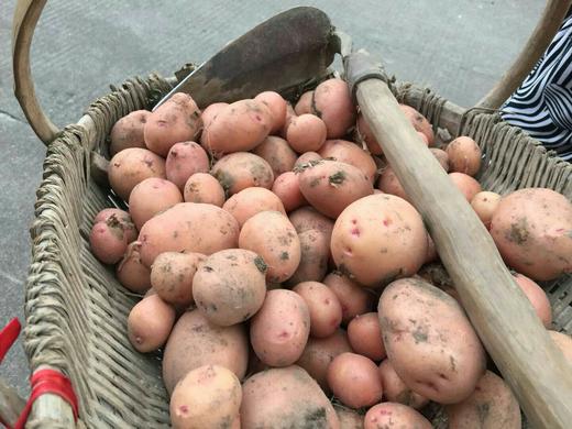 云南红皮土豆 3斤（可原产地发货） 商品图6