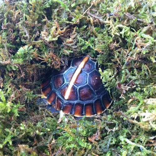 Reptile Structure-爬结构 爬虫陆龟半水龟蜥蜴蛙垫材水苔苔藓冬眠乌龟青苔 商品图2