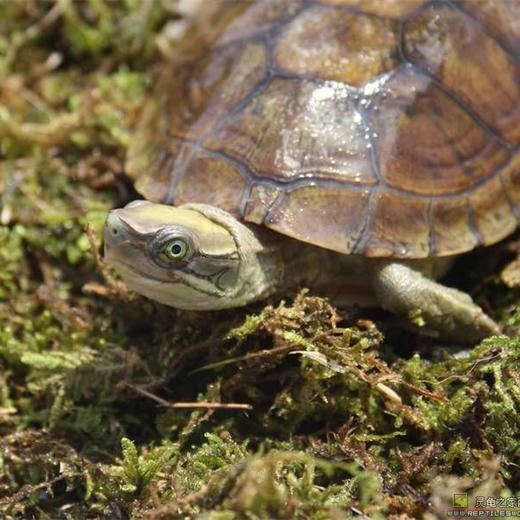 Reptile Structure-爬结构 爬虫陆龟半水龟蜥蜴蛙垫材水苔苔藓冬眠乌龟青苔 商品图4