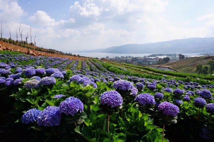 昆明基地游补票链接 - 花店买卖帮
