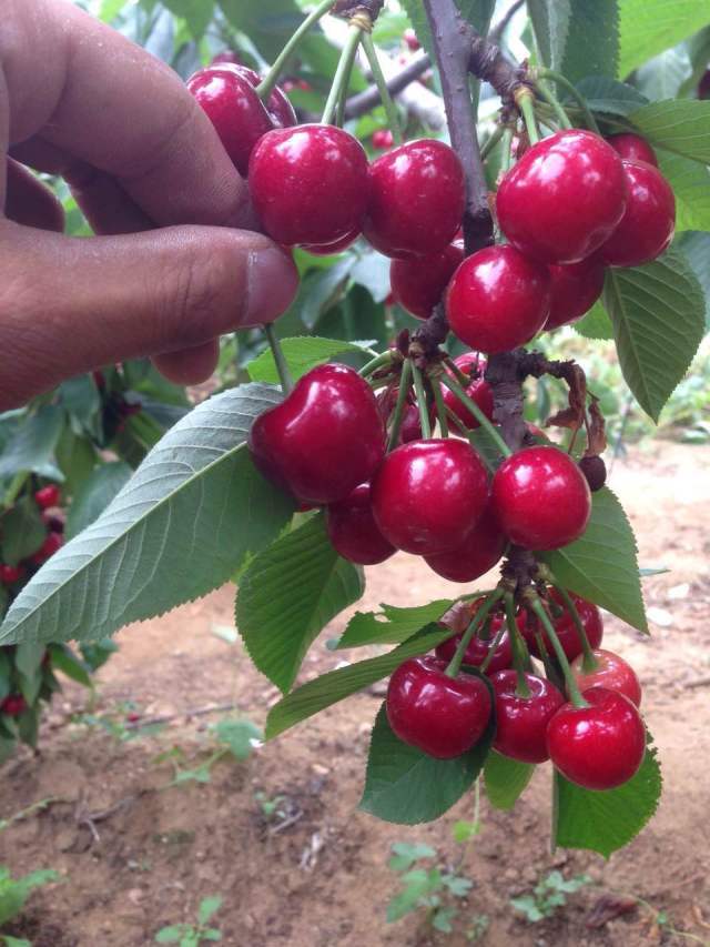 已结算预售山东美早大樱桃果农直供2斤装限量供应现摘现发顺丰包邮