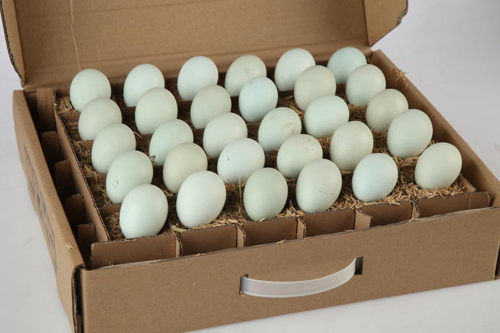 新鲜黑凤蛋(黑风鸡蛋,翠参蛋)精品装28枚