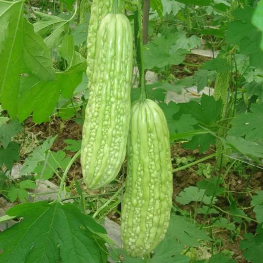 苦瓜广东惠州特石有机农业不发广东省外