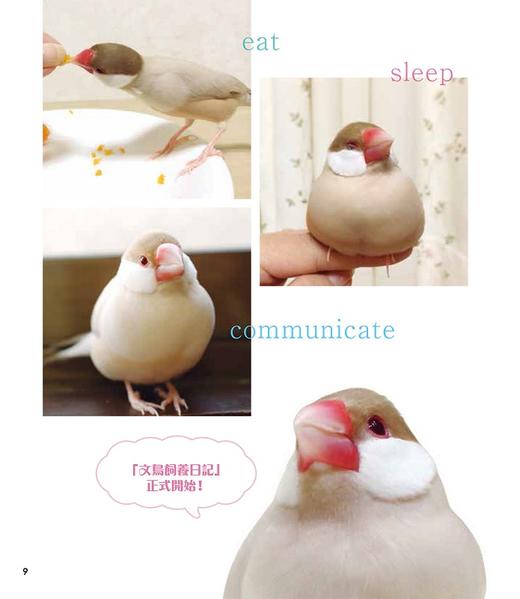 【中商原版】文鸟饲养日记 照顾x教养x游戏，一起度过亲亲时光 港台原版 伊藤美代子 台湾东贩 宠物 商品图4