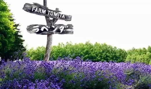 6月特价丨与你相约北海道 赏一场梦幻花海 小西抢鲜玩