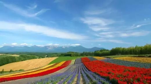 6月特价丨与你相约北海道 赏一场梦幻花海 小西抢鲜玩