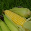 生态甜玉米团购 | 绿家自产*Eco-sweet corn | Self-production 商品缩略图2