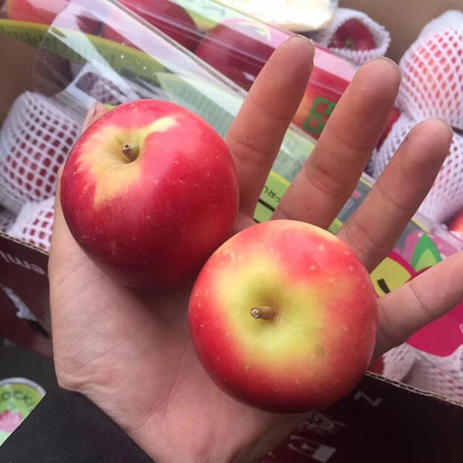 【高端新西兰火箭筒苹果】三年结一果，全球珍贵的苹果，口感超棒！珍惜圣果，口感一股淡淡的樱桃味 商品图2