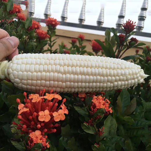微玉冰糖水果玉米即食甜玉米棒牛奶白当水果生吃新鲜有机农家现摘推荐