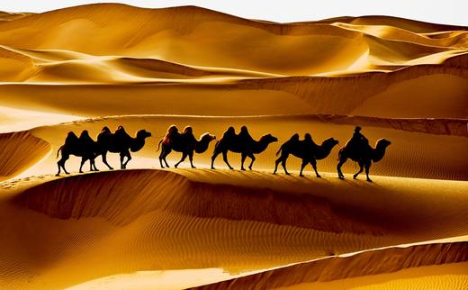 【暑假亲子】CNN力荐“莲花酒店” 水上乐园接银河,玩转沙漠迪士尼,20+项草原娱乐,沙漠+草原两种体验|5~15岁亲子 商品图1