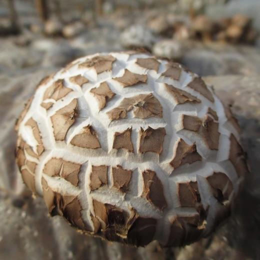 10-12直径特大花菇肉厚【1B4上-干8A】 商品图4