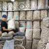 出口级天白小花菇珍珠菇'煲汤滑口【1B2上-干9A】 商品缩略图3