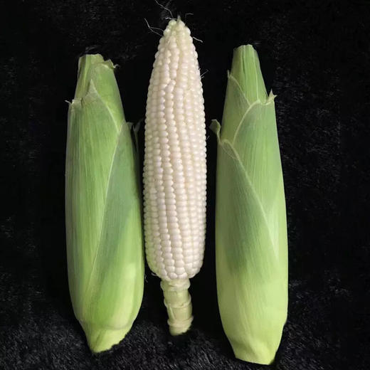 微玉冰糖水果玉米即食甜玉米棒牛奶白当水果生吃新鲜有机农家现摘推荐
