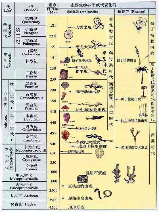 亲子科普1121化石第二季远古探秘奇葩的生物