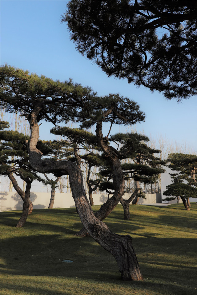 5月19日/20日/27日,明月松间照,松美术馆,tosee博物馆课程