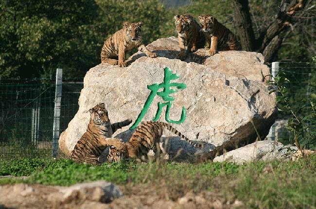 99元抢购原价200元秦岭野生动物园 幻太奇海洋馆通票 - 咸阳都市网