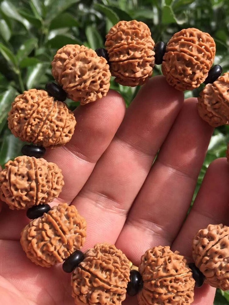 极品尼泊尔十瓣大金刚菩提尺寸2324j32