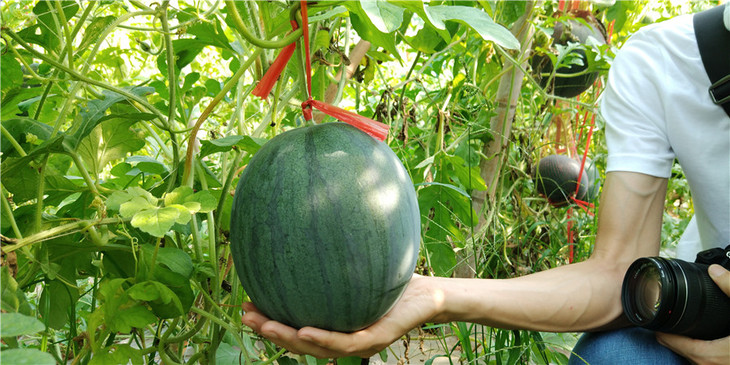 99元抢购众园家庭农场小宝西瓜任品尝任采