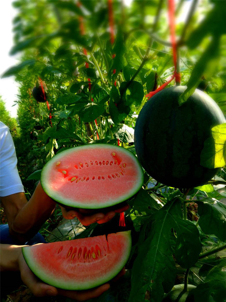 99元抢购众园家庭农场小宝西瓜任品尝任采