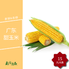 广东甜玉米 15元6条【拍前请看温馨提示】 商品缩略图1