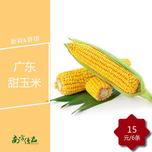 广东甜玉米 15元6条【拍前请看温馨提示】 商品图1