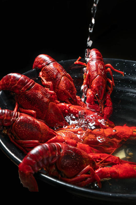 【盐水龙虾】三斤（活虾净重） 商品图1