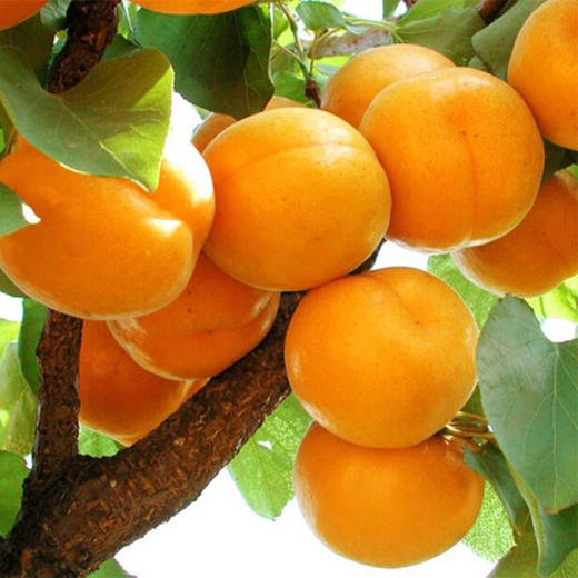 【6.18节 5斤包邮】东升特级河北杏子 黄杏 又粉又甜!