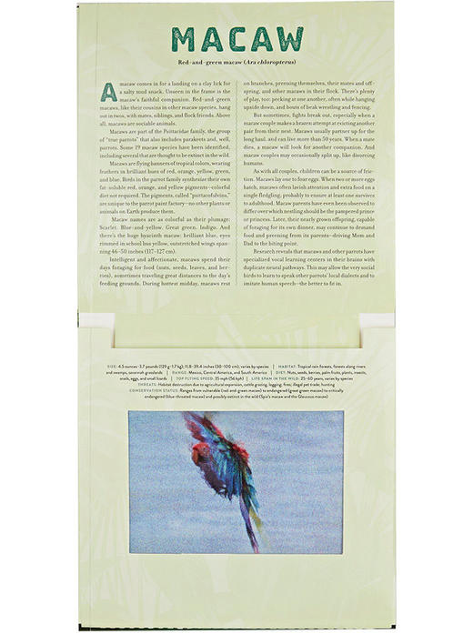 【中商原版】光与影视觉书系列 会动的3D图片书 丛林 英文原版 Jungle: A Photicular Book 纽约时报畅销书 商品图4