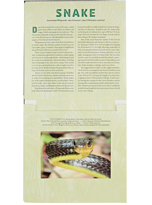 【中商原版】光与影视觉书系列 会动的3D图片书 丛林 英文原版 Jungle: A Photicular Book 纽约时报畅销书 商品图2