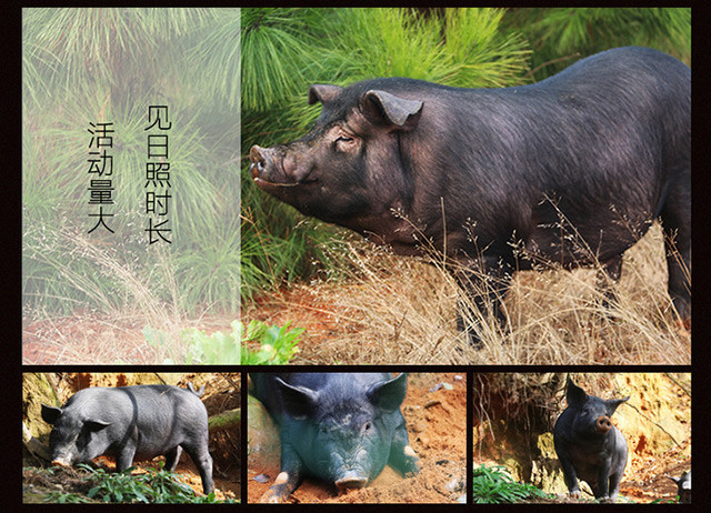 【现杀黑猪肉】大别山黑猪肉 前腿 后腿 五花肉 精选土猪肉500克