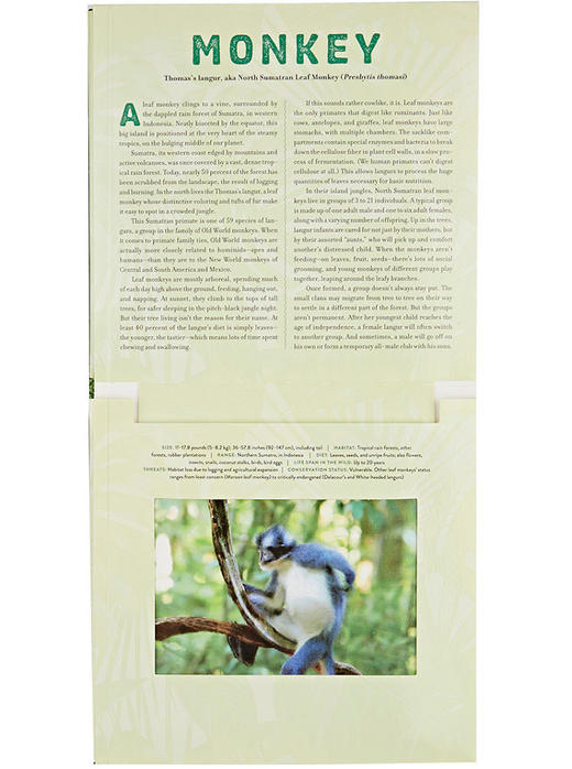 【中商原版】光与影视觉书系列 会动的3D图片书 丛林 英文原版 Jungle: A Photicular Book 纽约时报畅销书 商品图3