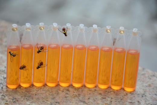 桔小实蝇针蜂引诱剂实蝇药水现货 商品图1