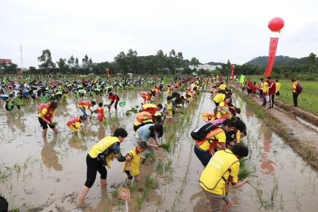 石家庄将迎来首届插秧节摸鱼抓虾超好玩快来参加吧