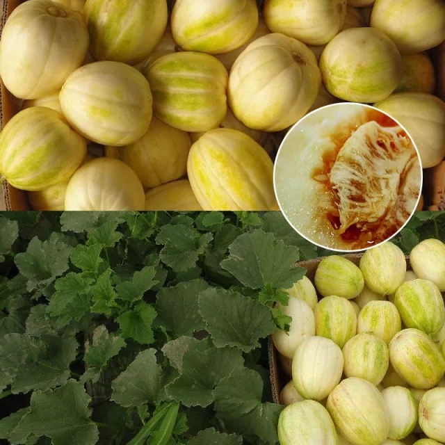 后院有机基地本地 绿宝甜香瓜,一箱6斤,68元,周四送货,仅7箱,仅有绿色