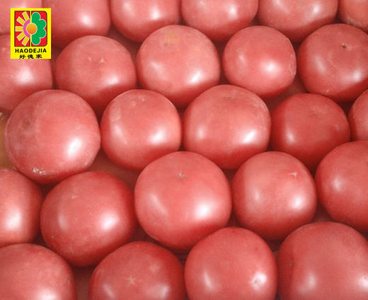 【百汇到家】西红柿 商品图0